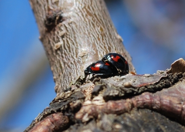 Exochomus quadripustulatus